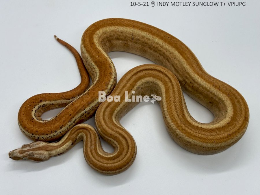 INDY MOTLEY SUNGLOW T+ VPI